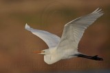 _MG_3608 Great Egret.jpg