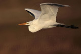 _MG_3611 Great Egret.jpg