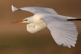 _MG_3615 Great Egret.jpg