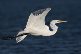 _MG_5573 Great Egret.jpg