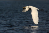 _MG_5595 Great Egret.jpg