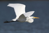 _MG_8030 Great Egret.jpg