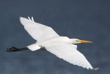 _MG_8031 Great Egret.jpg