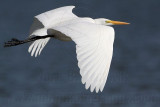 _MG_8034 Great Egret.jpg