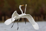 _MG_4269 Great Egret.jpg