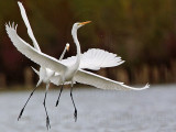 _MG_4270 Great Egret.jpg