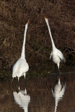 _MG_2928 Great Egret.jpg