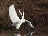 _MG_2931 Great Egret.jpg