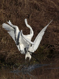 _MG_2932 Great Egret.jpg
