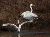 _MG_2935 Great Egret.jpg