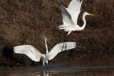 _MG_2936 Great Egret.jpg