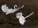 _MG_3000 Great Egret.jpg