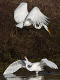 _MG_3001 Great Egret.jpg