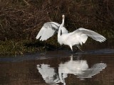 _MG_3005 Great Egret.jpg