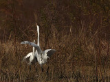 _MG_7071 Great Egret.jpg