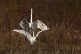 _MG_7075 Great Egret.jpg