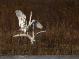 _MG_7076 Great Egret.jpg