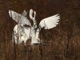 _MG_7080crop Great Egret.jpg