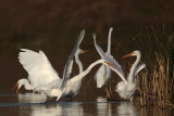 _MG_9011 Great Egret.jpg