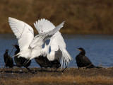 _MG_5693 Great Egret.jpg