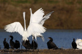 _MG_5694 Great Egret.jpg
