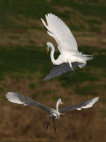 _MG_5698 Great Egret.jpg