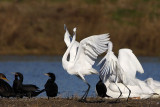 _MG_5703 Great Egret.jpg