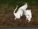 _MG_5705 Great Egret.jpg