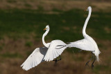 _MG_5706 Great Egret.jpg
