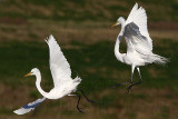 _MG_5707 Great Egret.jpg