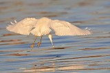 _MG_1989 Snowy Egret.jpg