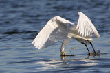 _MG_7074 Snowy Egret.jpg