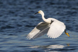 _MG_7080 Snowy Egret.jpg