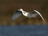 _MG_7179 Snowy Egret.jpg