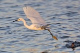 _MG_7964 Snowy Egret.jpg