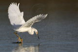 _MG_5894 Snowy Egret.jpg