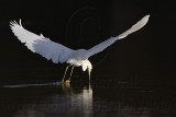 _MG_6170 Snowy Egret.jpg
