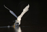 _MG_6171 Snowy Egret.jpg