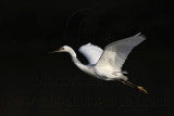 _MG_6220 Snowy Egret.jpg