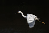 _MG_6224 Snowy Egret.jpg