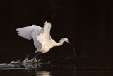 _MG_6399 Snowy Egret.jpg