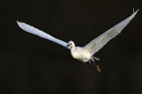 _MG_6432 Snowy Egret.jpg