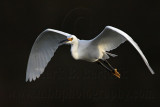 _MG_6433 Snowy Egret.jpg