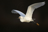 _MG_6435 Snowy Egret.jpg