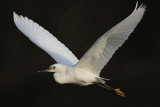 _MG_6437 Snowy Egret.jpg
