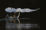 _MG_6477 Snowy Egret.jpg