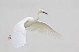 _MG_0362 Snowy Egret.jpg