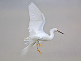 _MG_0783 Snowy Egret.jpg