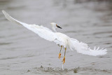 _MG_7485 Snowy Egret.jpg