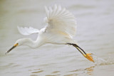 _MG_7567 Snowy Egret.jpg